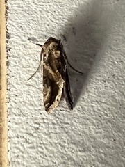 Argyrogramma verruca