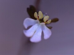 Stylidium schizanthum