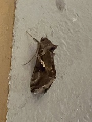 Argyrogramma verruca