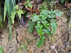 Adiantum flabellulatum
