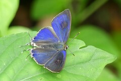 Hypolycaena erylus