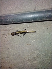 Ambystoma macrodactylum