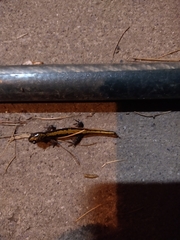 Ambystoma macrodactylum