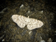 Myrioblephara nanaria