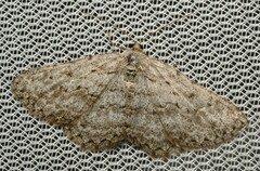 Psilosticha absorpta