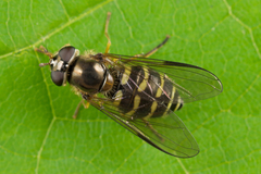 Dasysyrphus