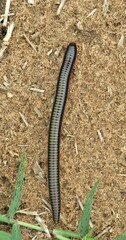 Spinotarsus
