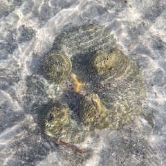 Stichodactyla haddoni