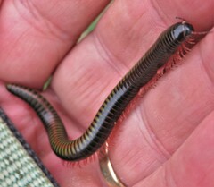 Spinotarsus