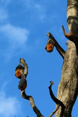 Pteropus poliocephalus