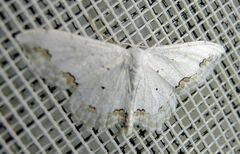 Scopula ornata