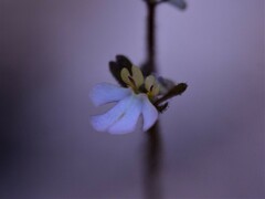 Stylidium schizanthum