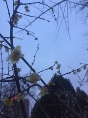 Chimonanthus praecox