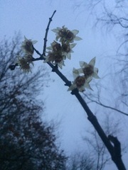 Chimonanthus praecox