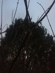 Chimonanthus praecox