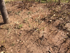 Sorbaria