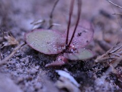 Stylidium schizanthum