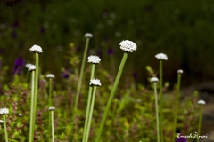 Eriocaulon tuberiferum