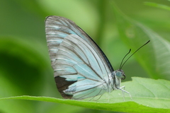 Pareronia hippia