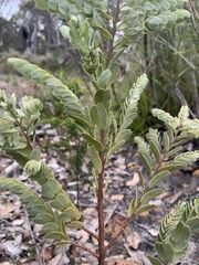 Olax phyllanthi