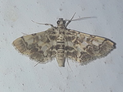 Lamprosema
