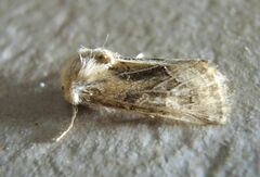 Luperina dumerilii
