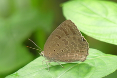 Arhopala asopia