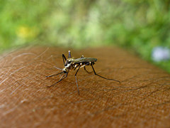 Aedes triseriatus