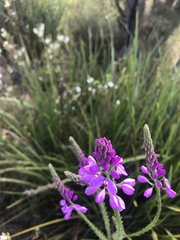 Comesperma