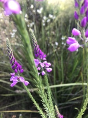 Comesperma