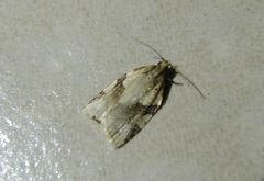 Clepsis spectrana