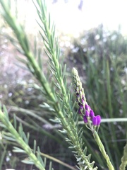 Comesperma