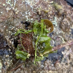 Heliocidaris erythrogramma