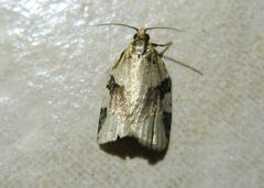 Clepsis spectrana