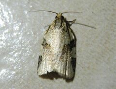 Clepsis spectrana