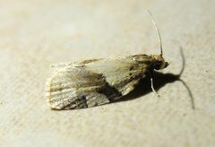 Clepsis spectrana