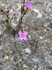 Boronia spathulata