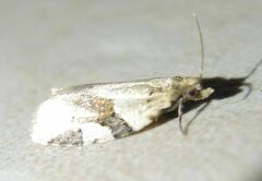 Clepsis spectrana