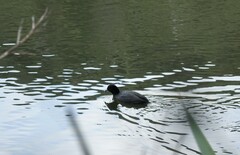 Fulica atra australis