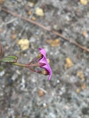 Boronia spathulata