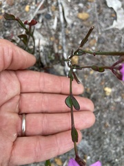 Boronia spathulata