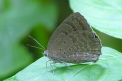 Arhopala asopia