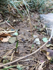 Anthoxanthum glabrum