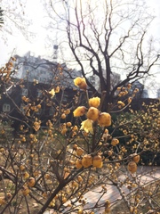 Chimonanthus praecox