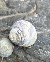 Austrocochlea constricta