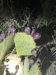 Opuntia lindheimeri