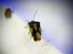 Elasmostethus nubilus