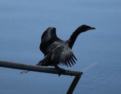 Microcarbo melanoleucos brevirostris