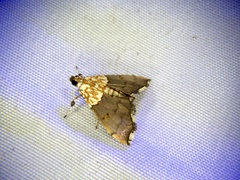 Agrotera posticalis