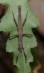 Pachymorpha